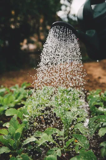 A hose spraying